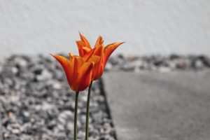 Schotterbeet mit großem Steinquarder und zwei einzelnen Tulpen